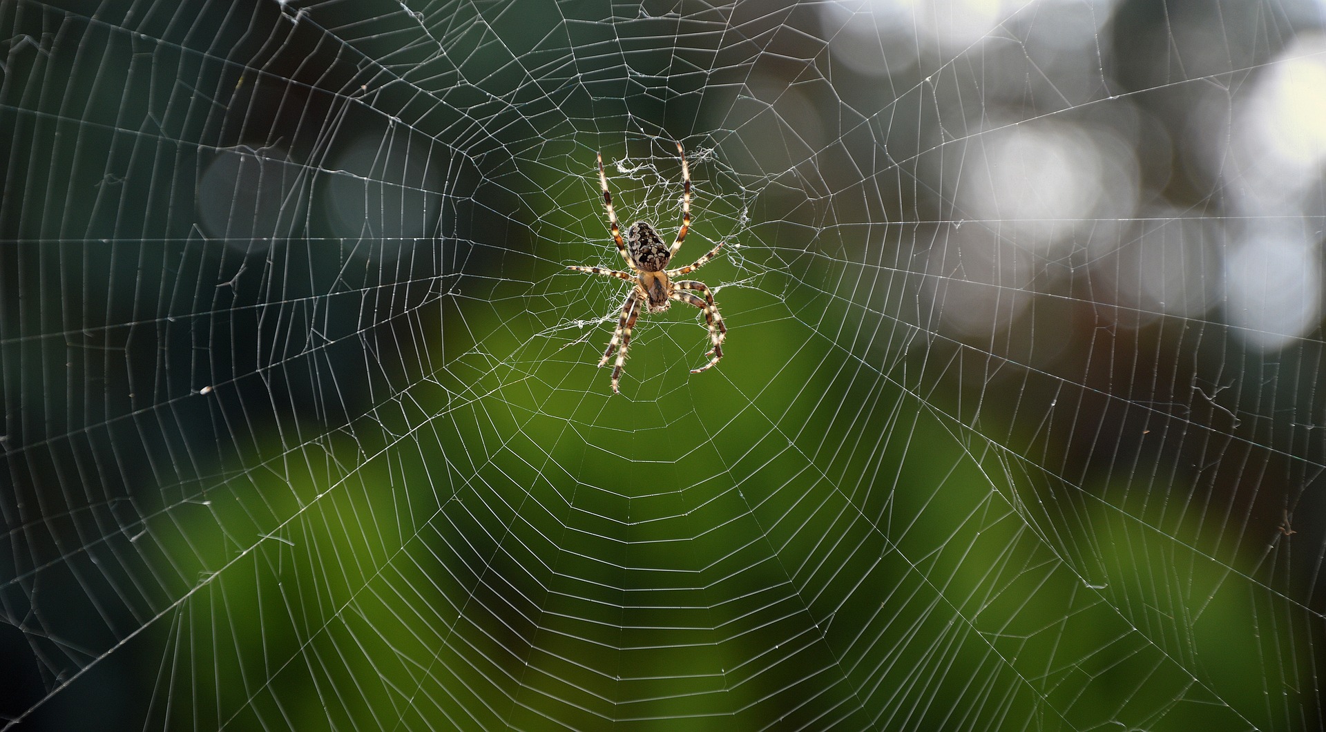 spider-ge4df61603_1920
